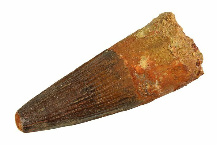 Real Fossil Spinosaurus Tooth - Huge Dinosaur Tooth #351484
